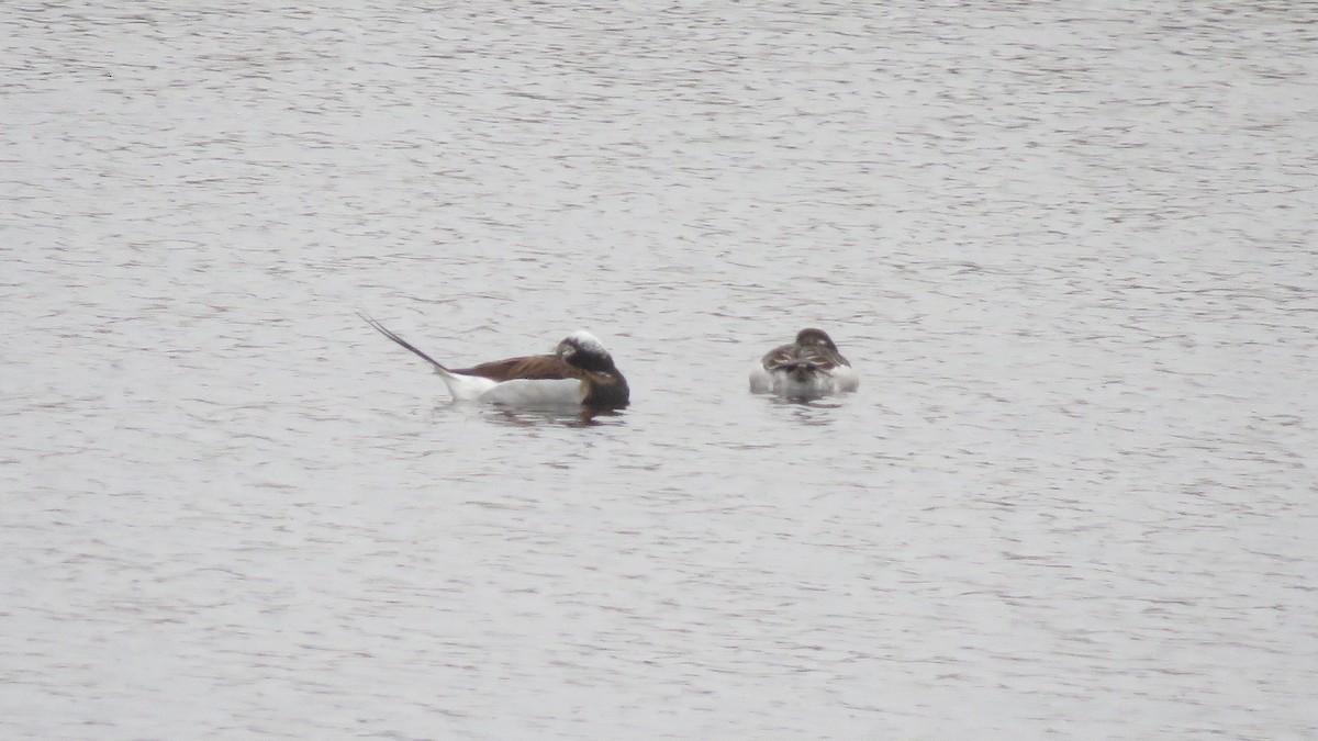 Long-tailed Duck - ML155580181