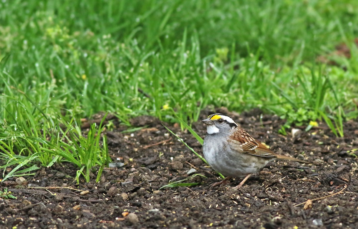 White-throated Sparrow - Jeremiah Trimble