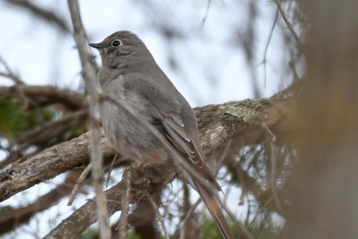 Townsend's Solitaire - ML155583641