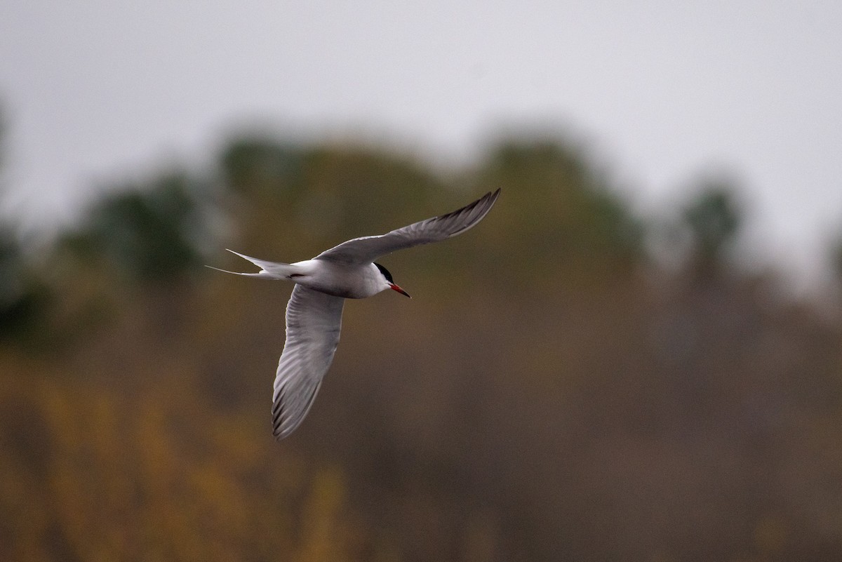 Common Tern - Scott Beattie