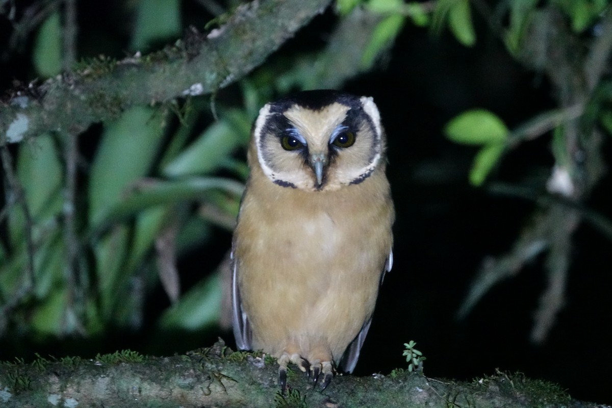 Buff-fronted Owl - ML155586311