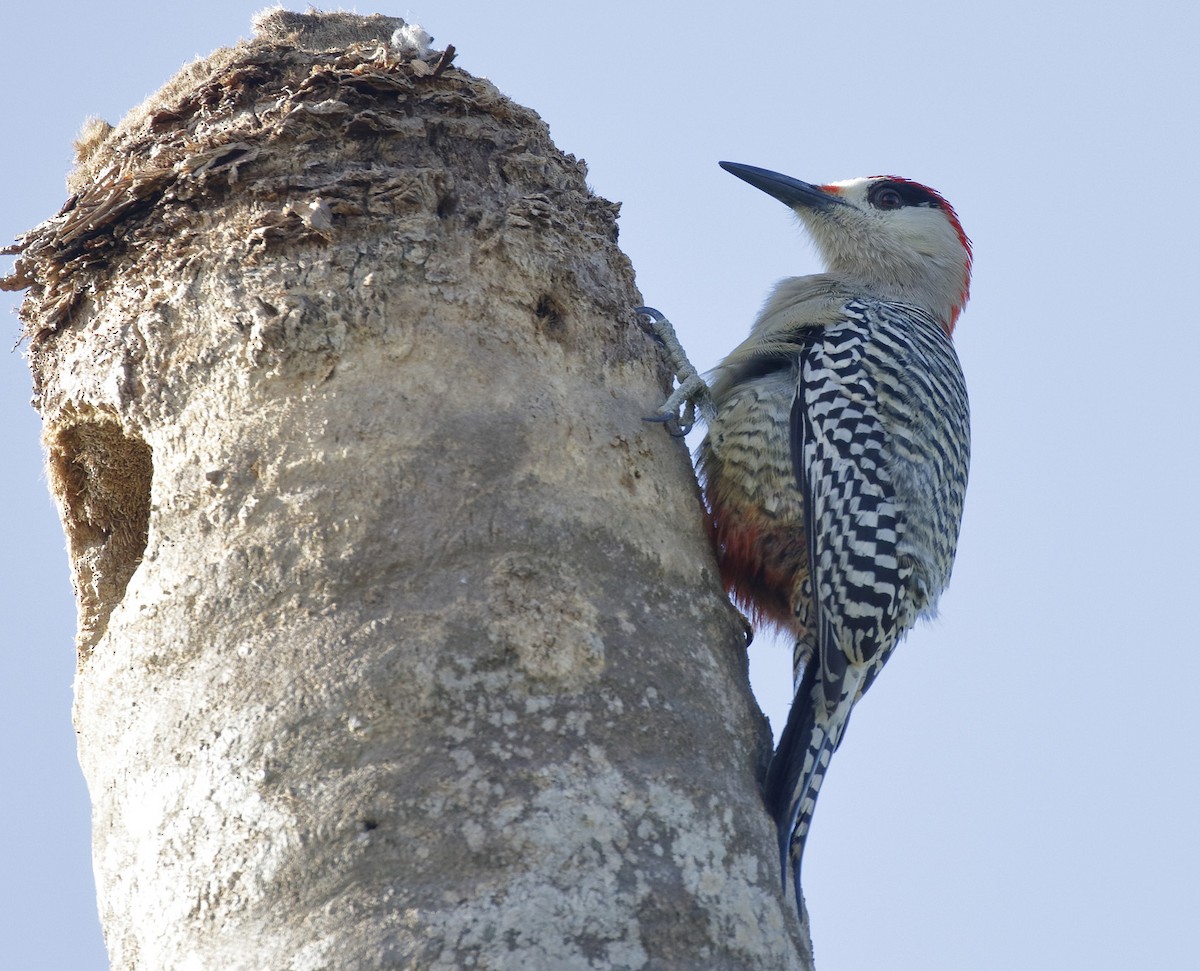 West Indian Woodpecker - ML155589141