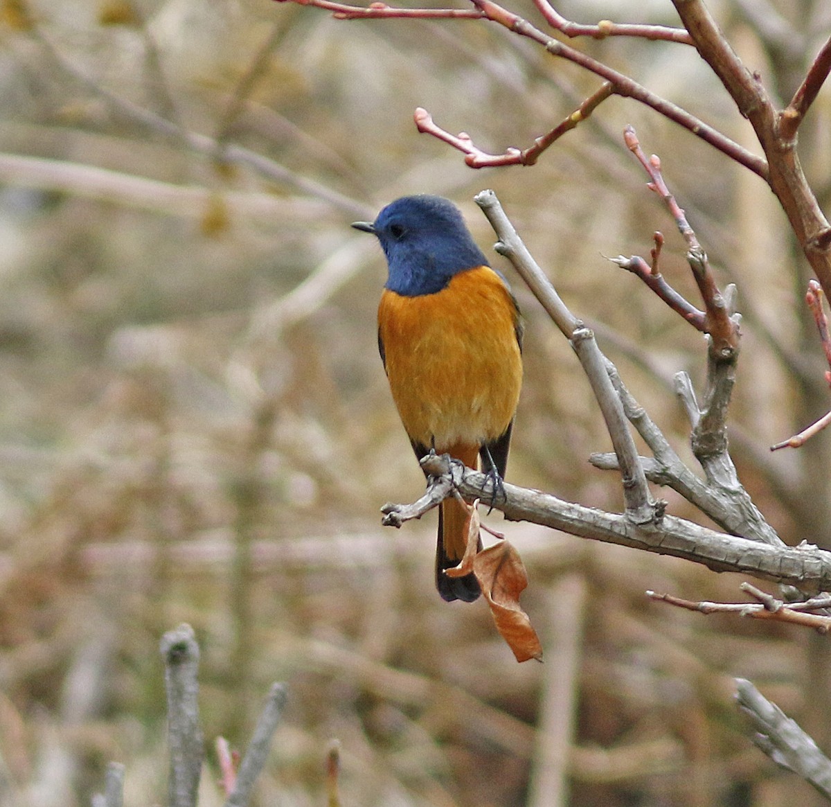 Blue-fronted Redstart - Andy Warr