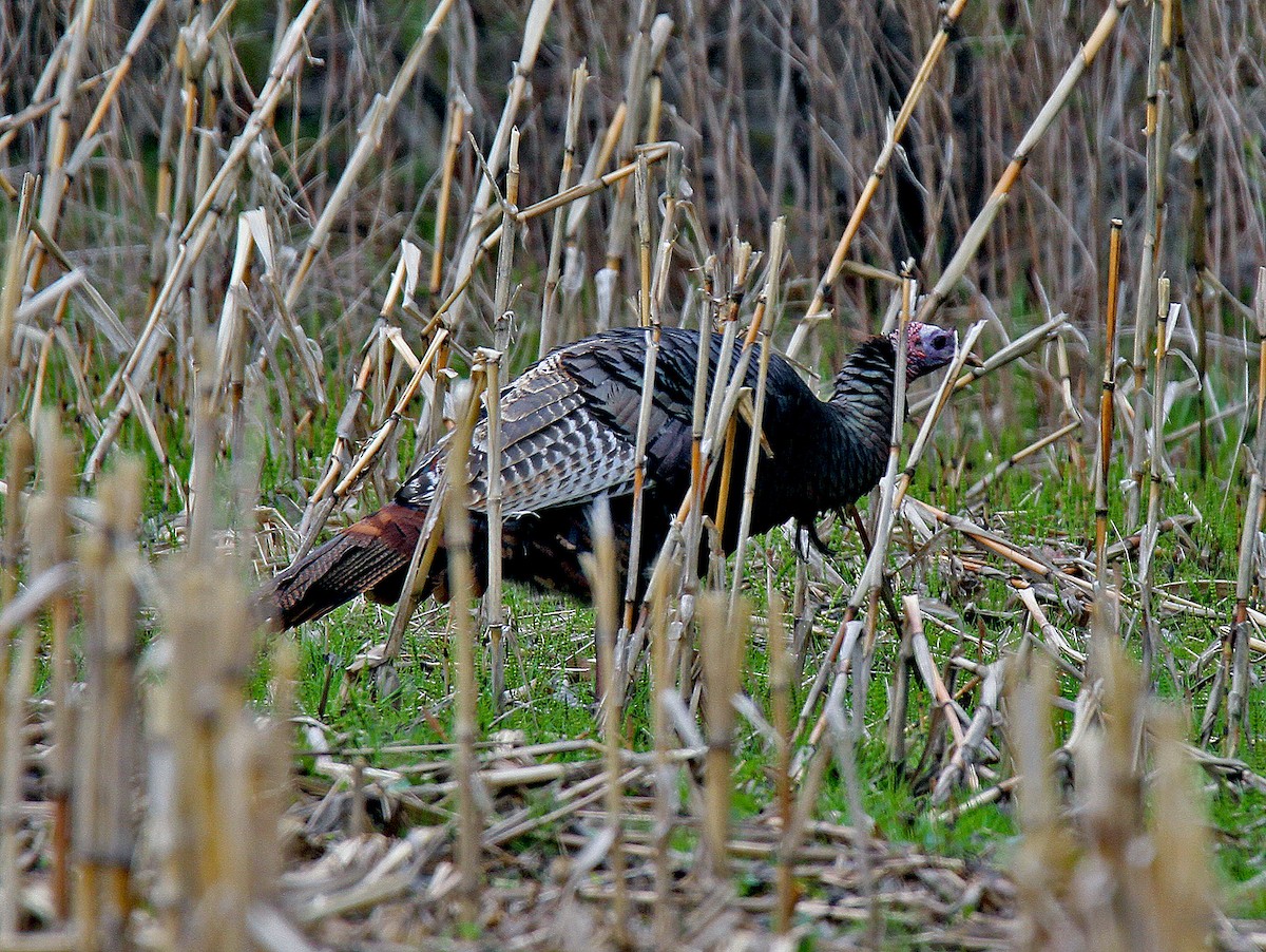 Wild Turkey - Ronald Harrower