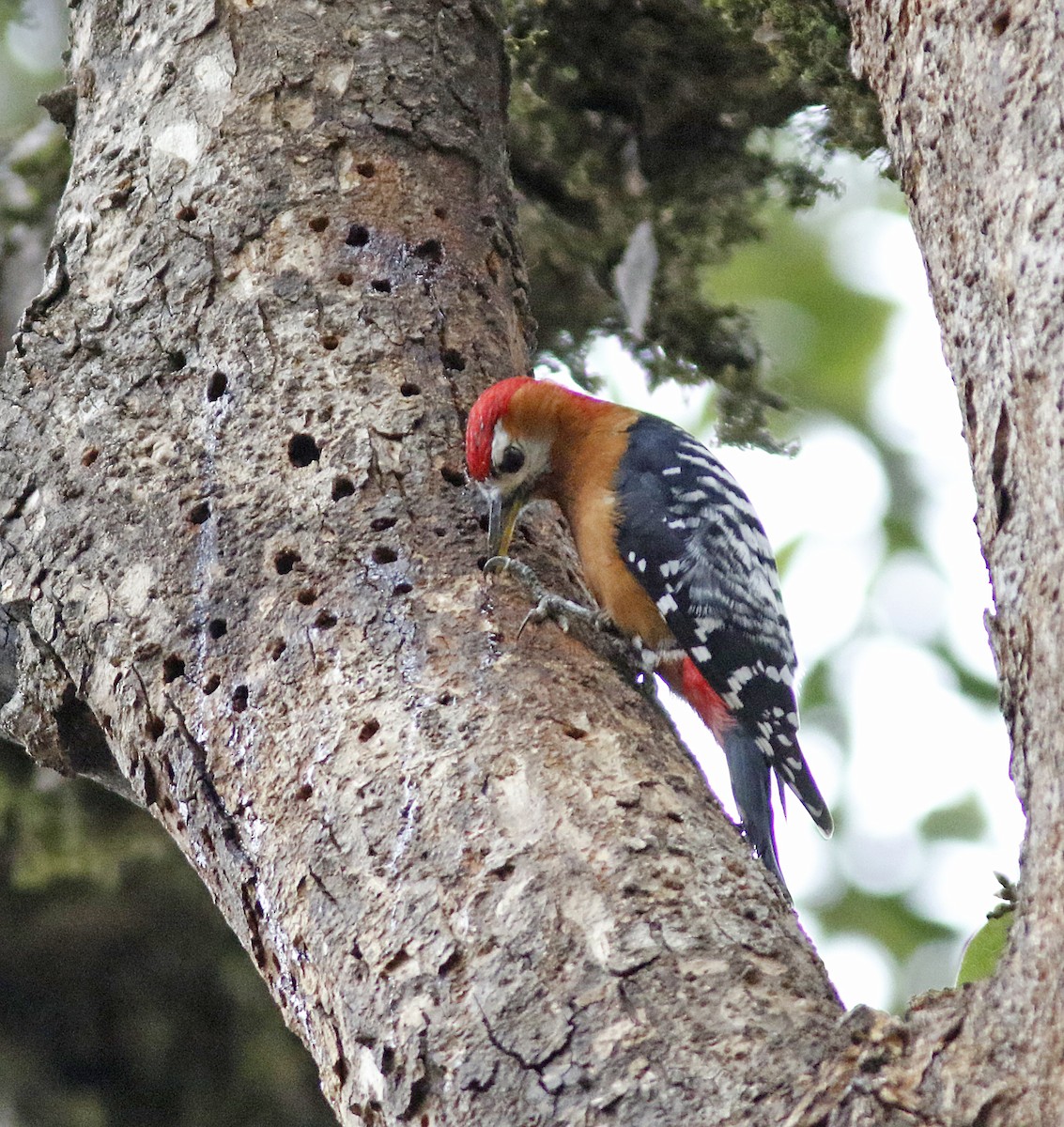 Rufous-bellied Woodpecker - Andy Warr