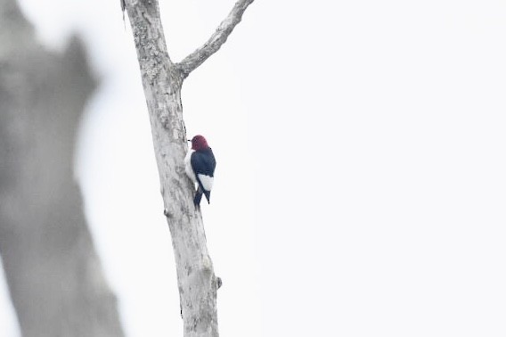 Red-headed Woodpecker - ML155595611