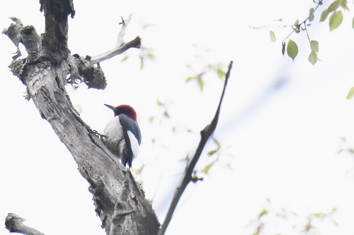 Red-headed Woodpecker - ML155595621