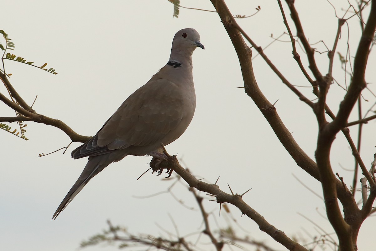 Eurasian Collared-Dove - ML155598591