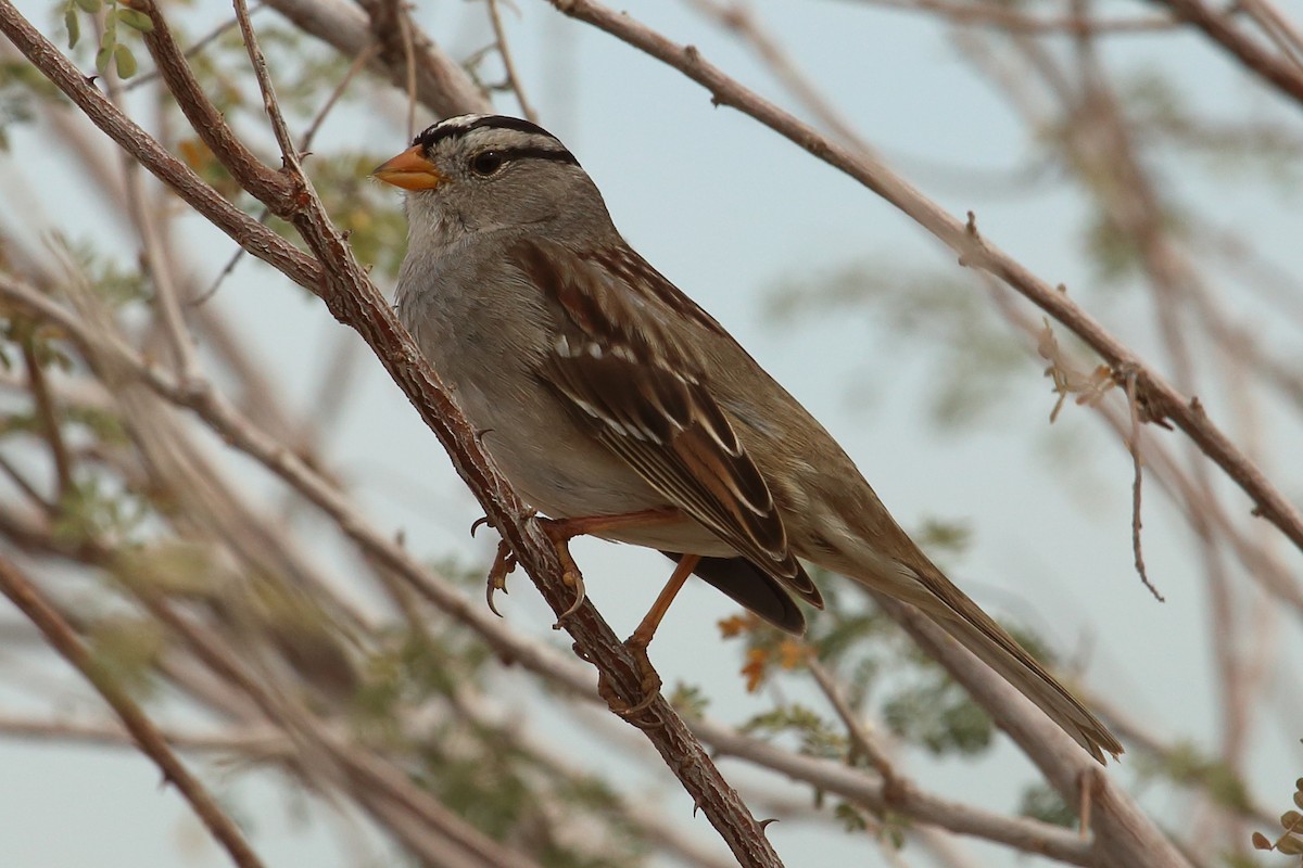 White-crowned Sparrow - ML155598711