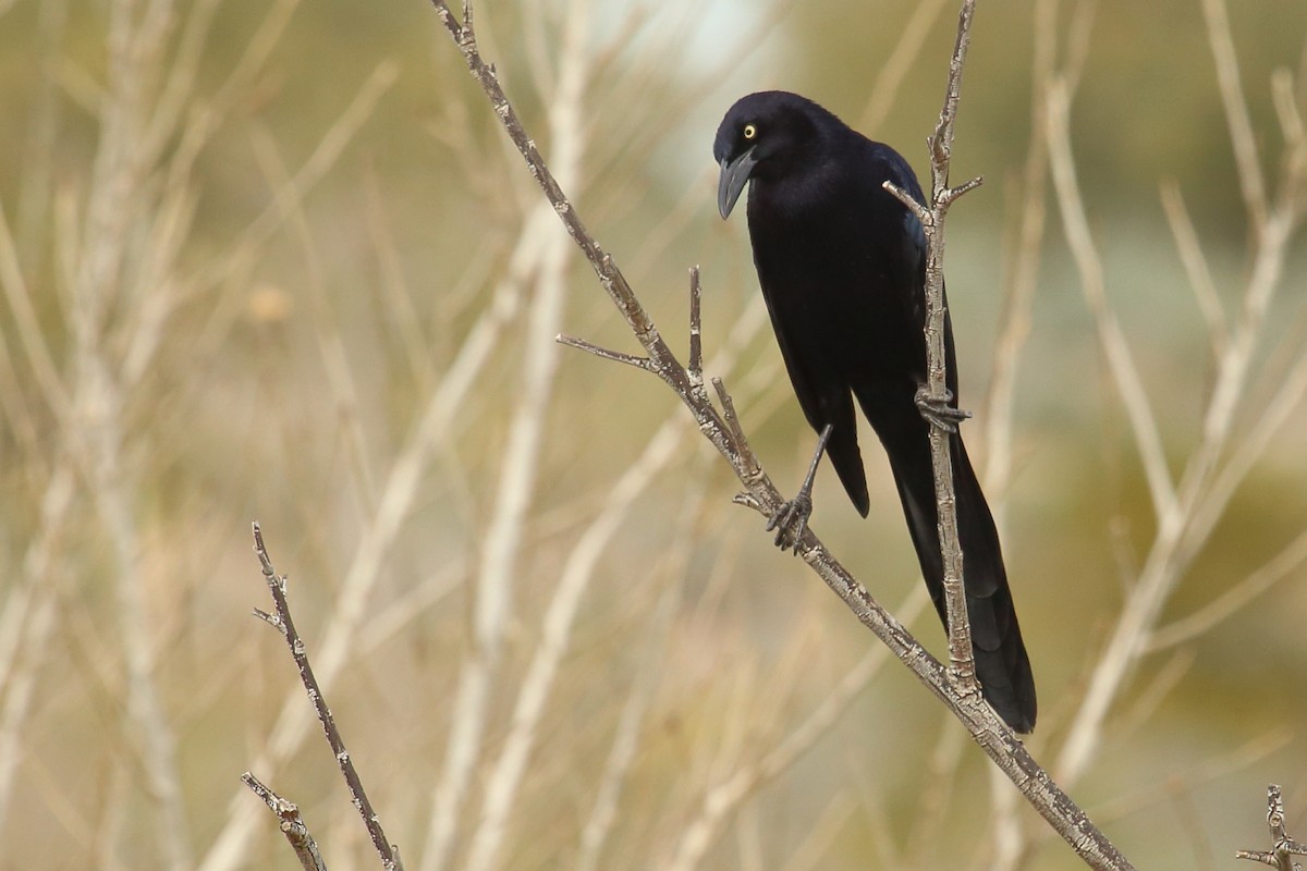 Great-tailed Grackle - ML155599081