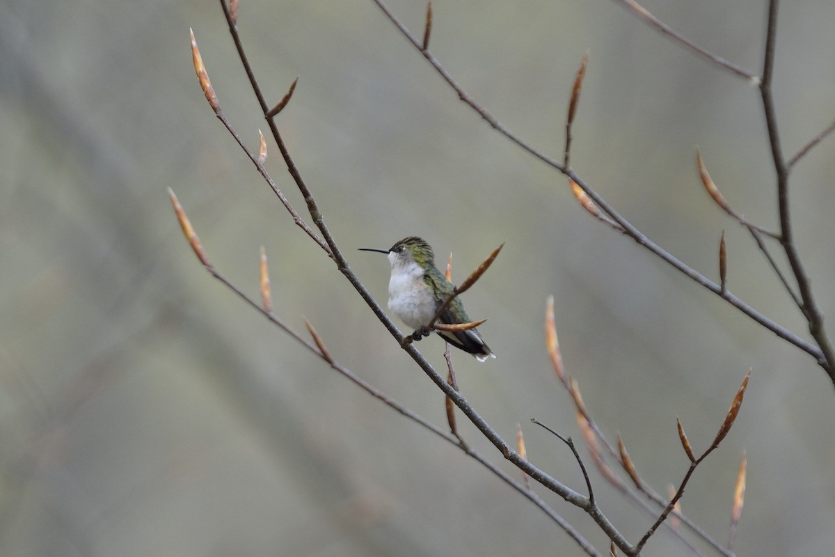 Ruby-throated Hummingbird - Donald Casavecchia