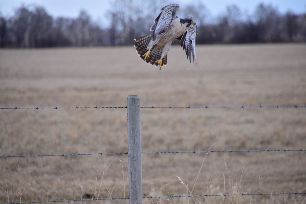 Peregrine Falcon - Mathieu Langlois