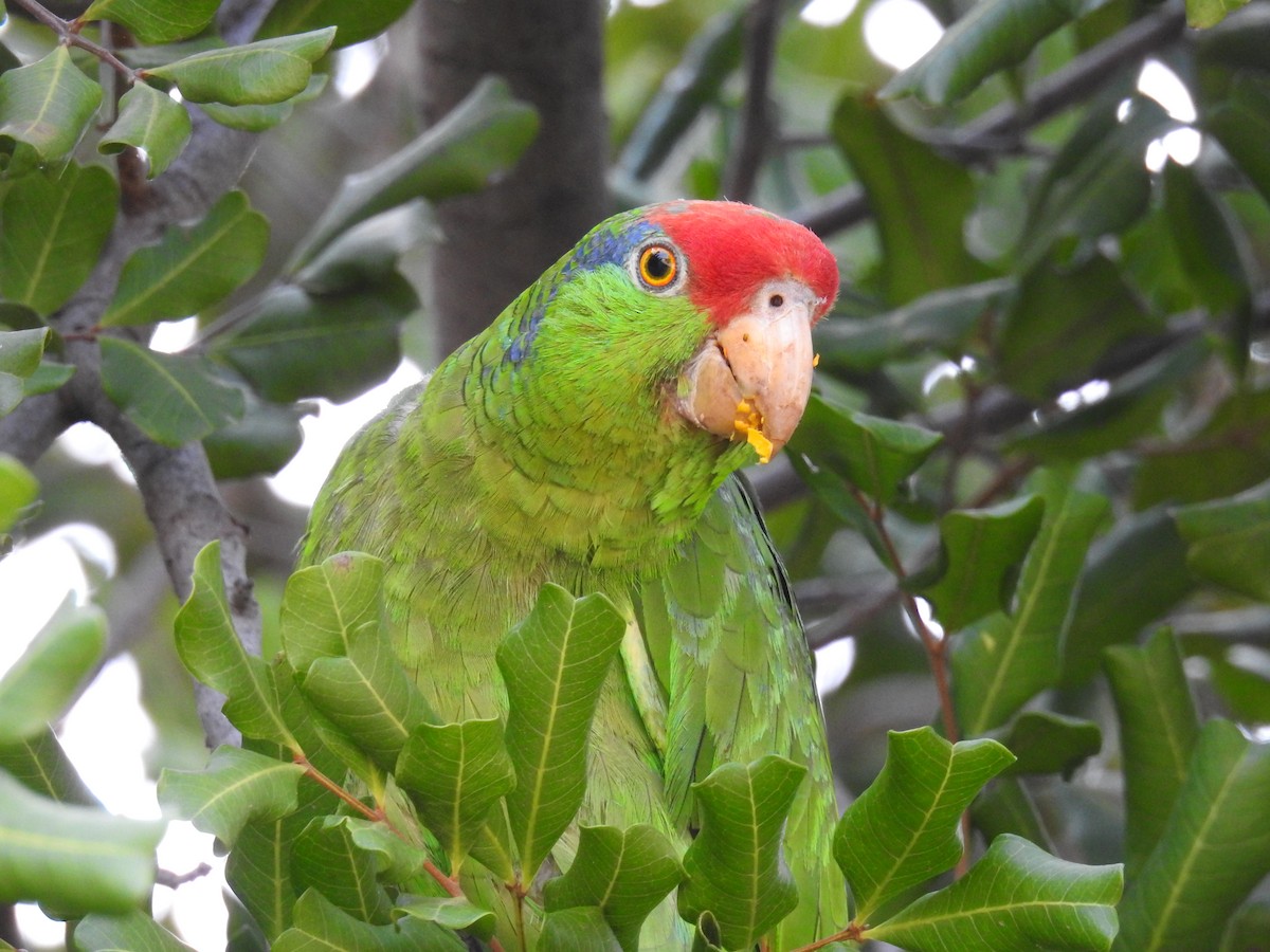 Red-crowned Parrot - ML155608511