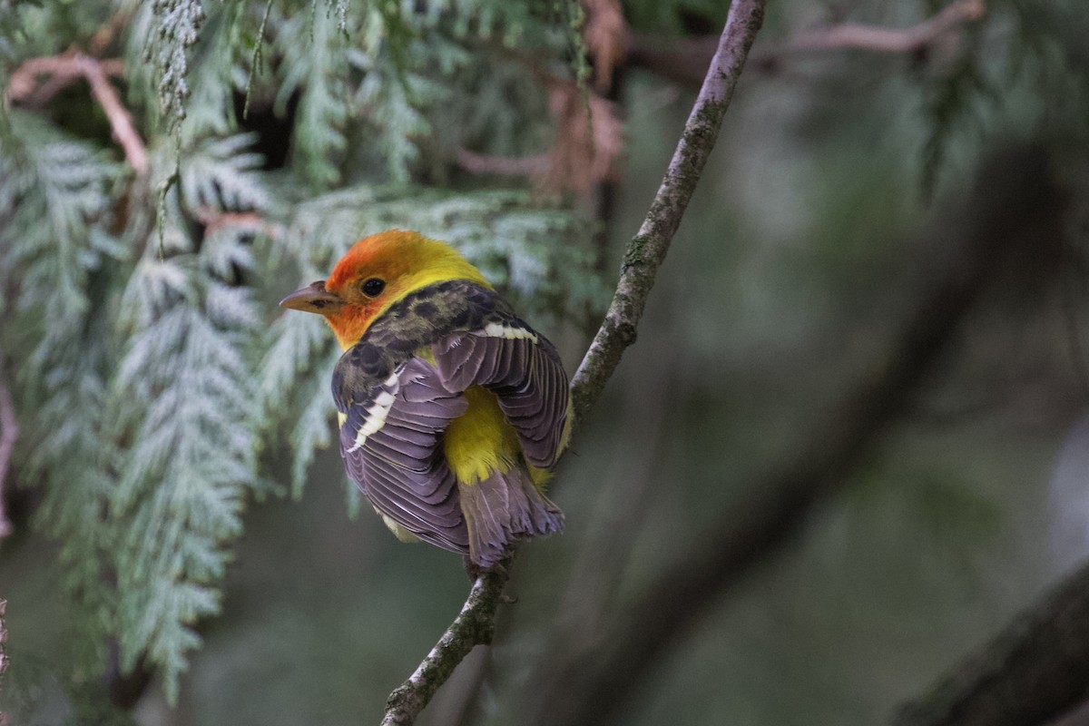 Western Tanager - ML155614891