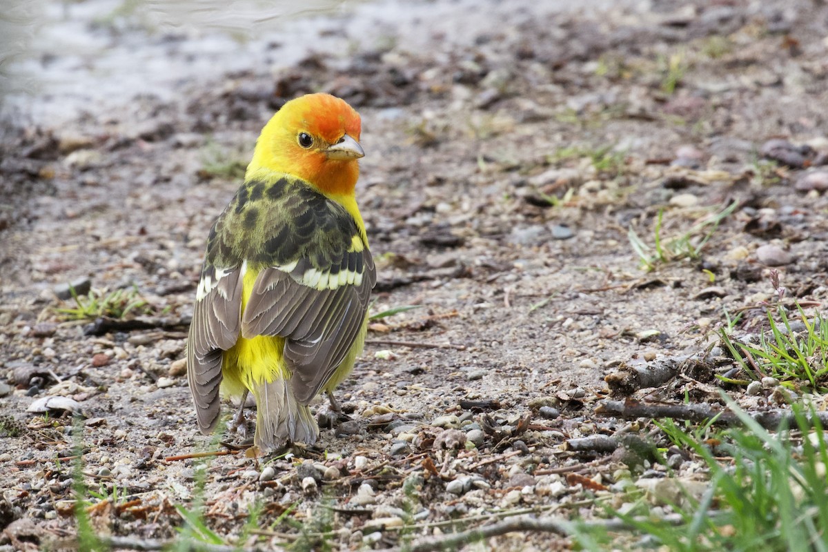Western Tanager - ML155614911