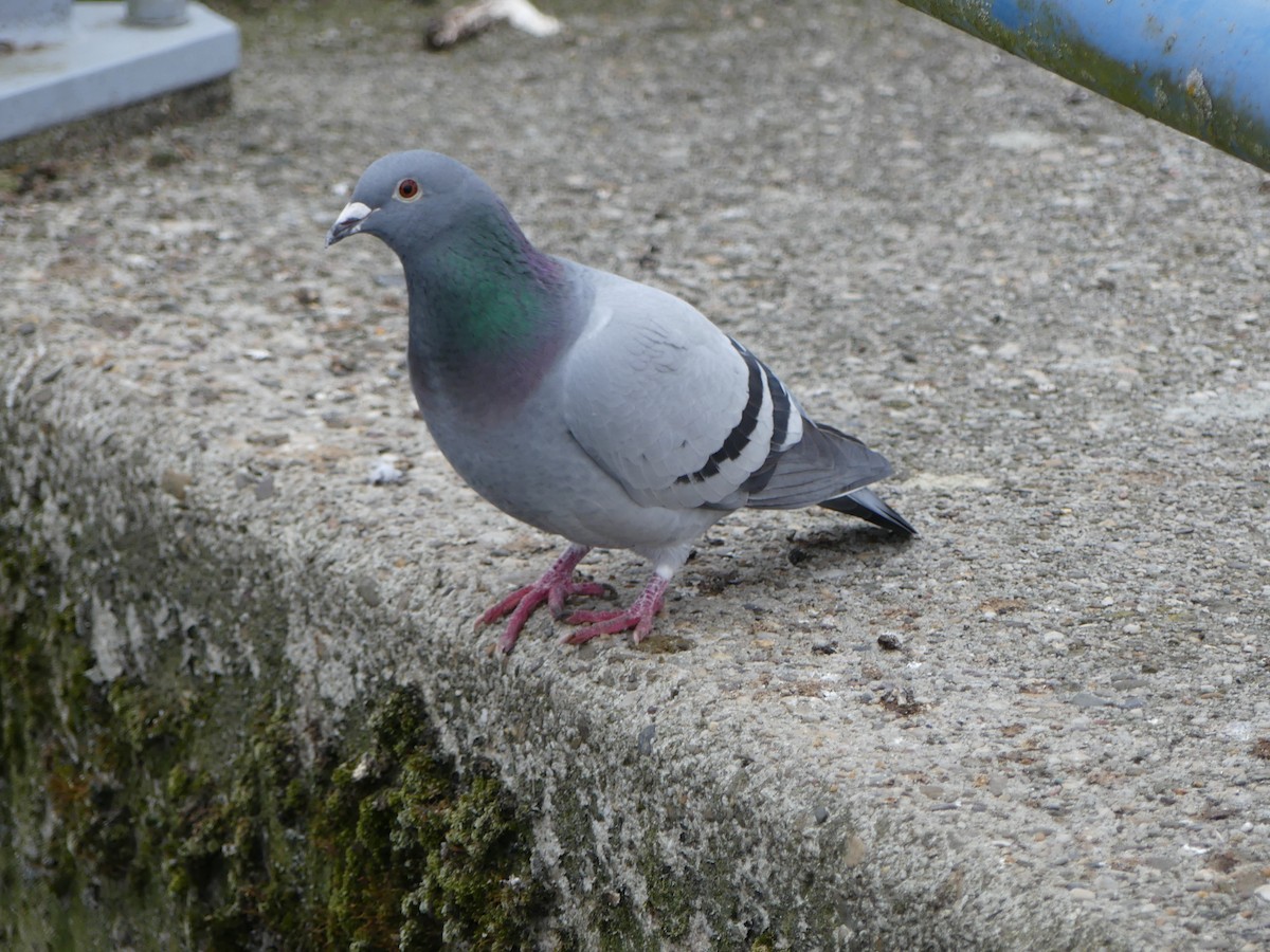 Rock Pigeon (Feral Pigeon) - ML155618181