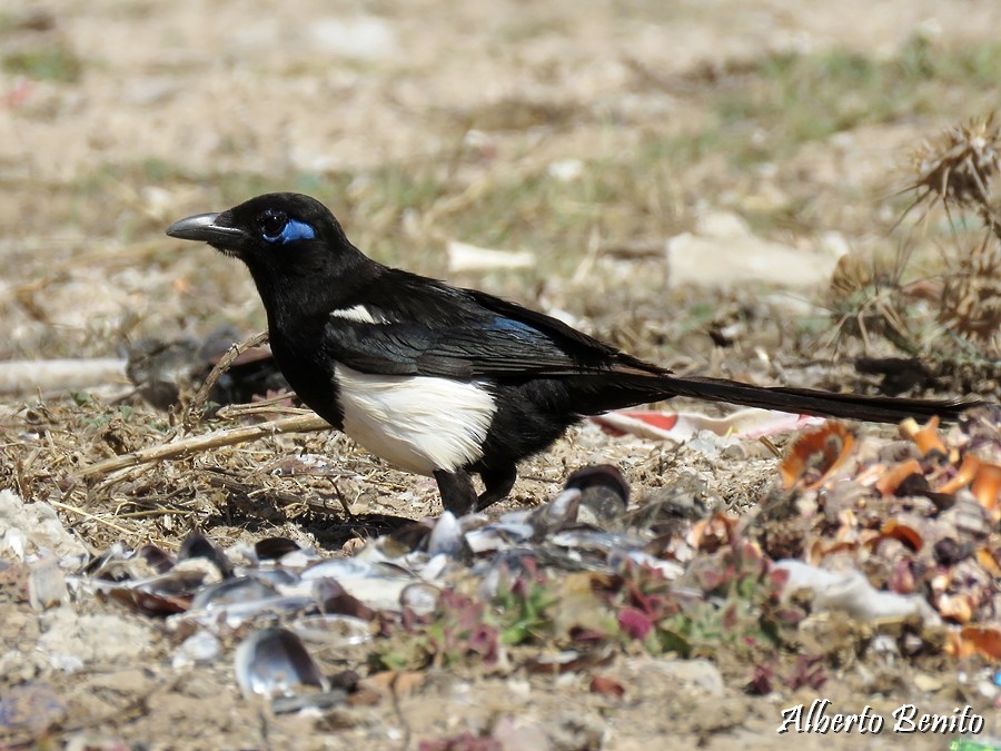 Maghreb Magpie - ML155621071