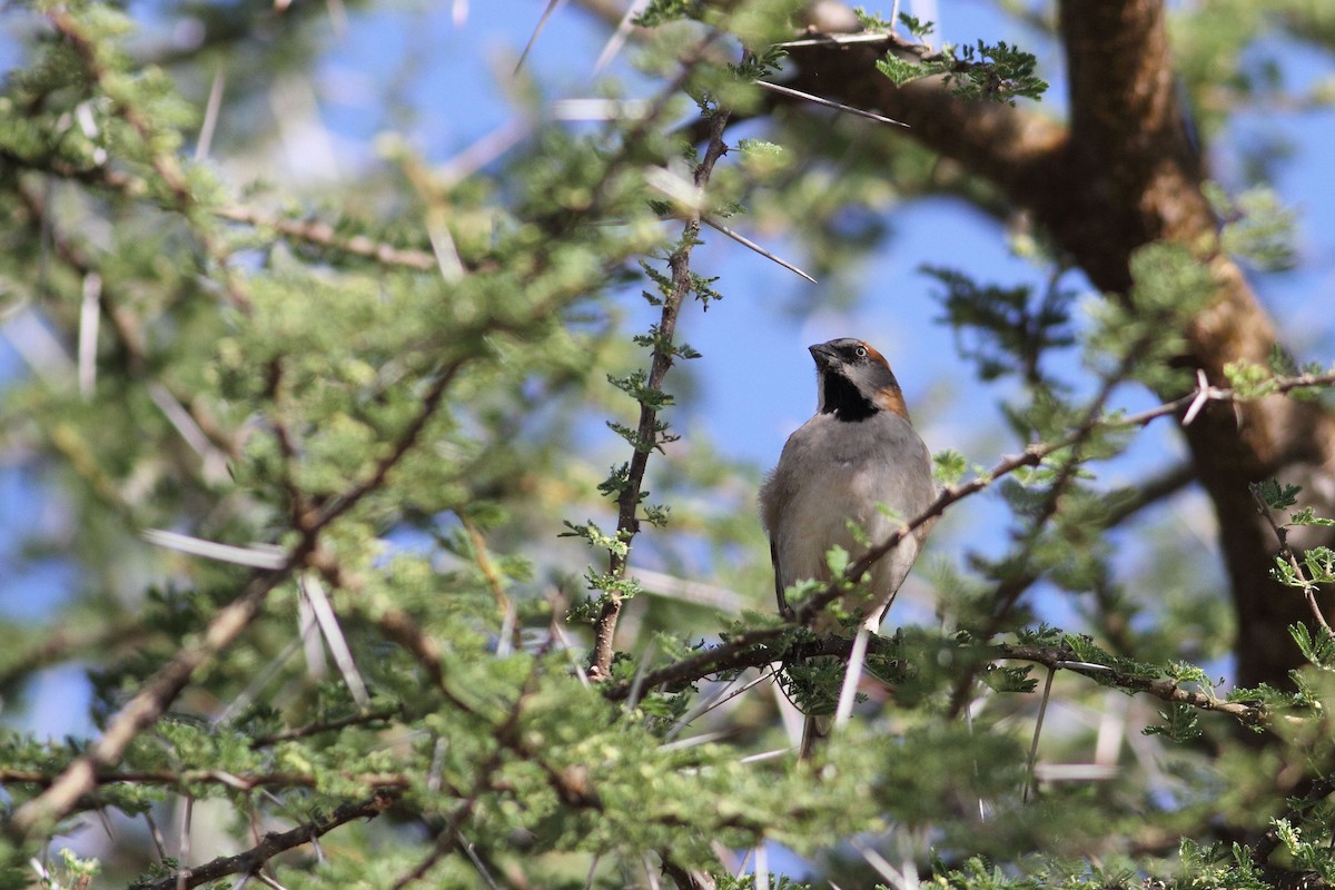 Kenya Rufous Sparrow - ML155621831
