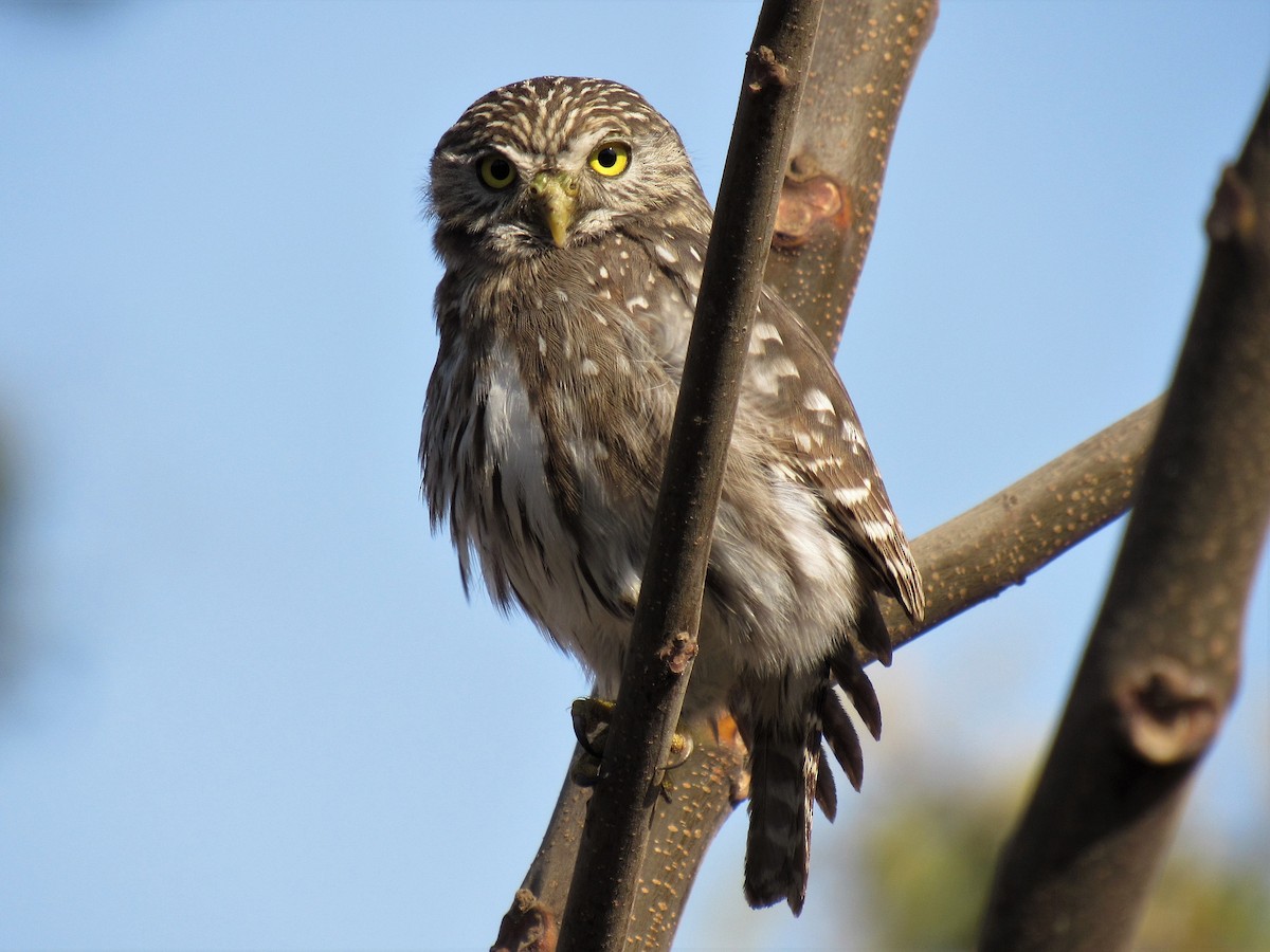 Peruvian Pygmy-Owl - pete wrublewski