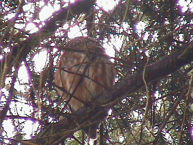 Northern Saw-whet Owl - Steve Pink