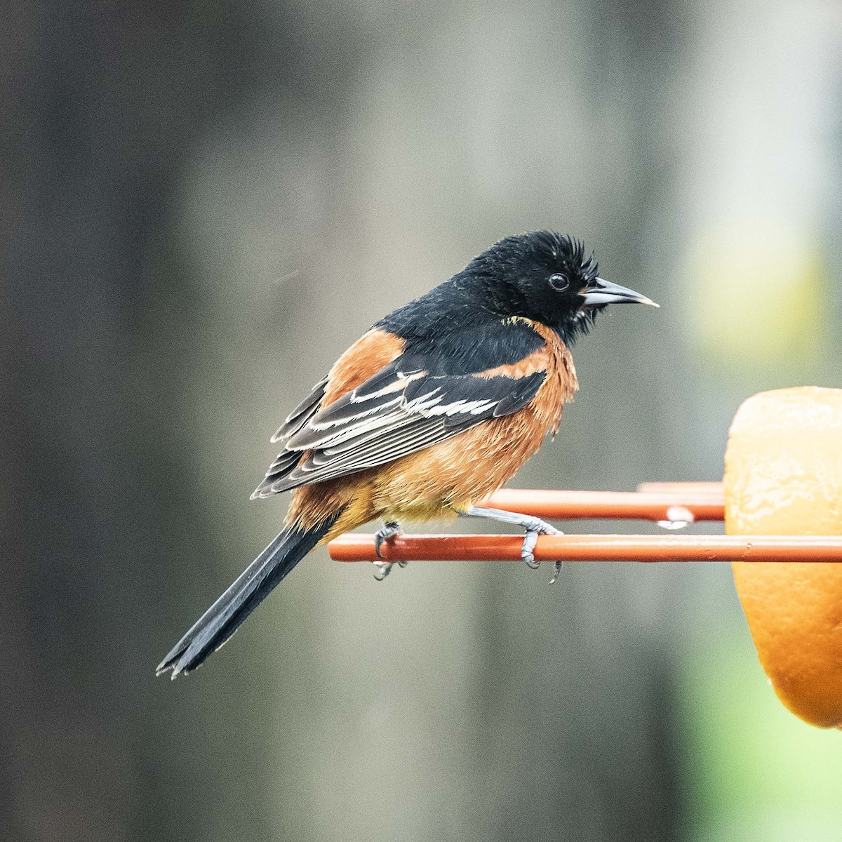 Orchard Oriole - ML155636631