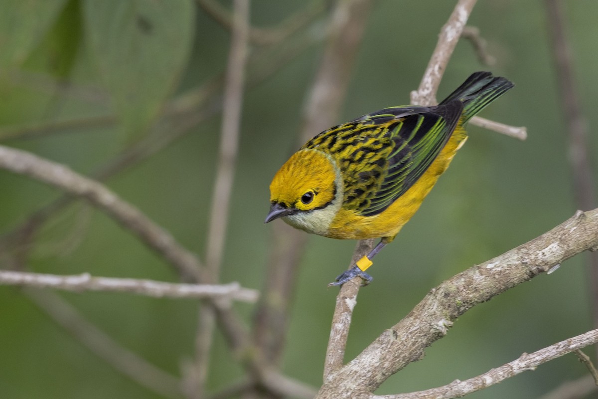 Silver-throated Tanager - ML155636651