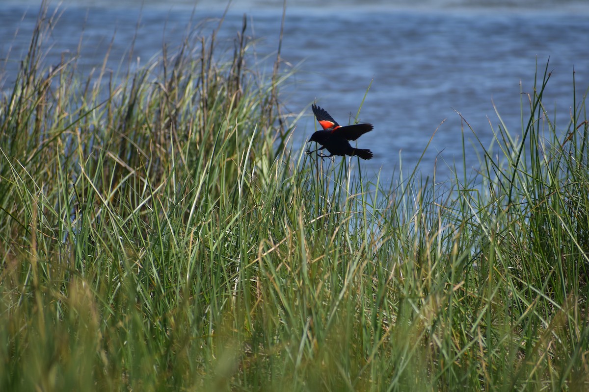 Red-winged Blackbird - ML155637121
