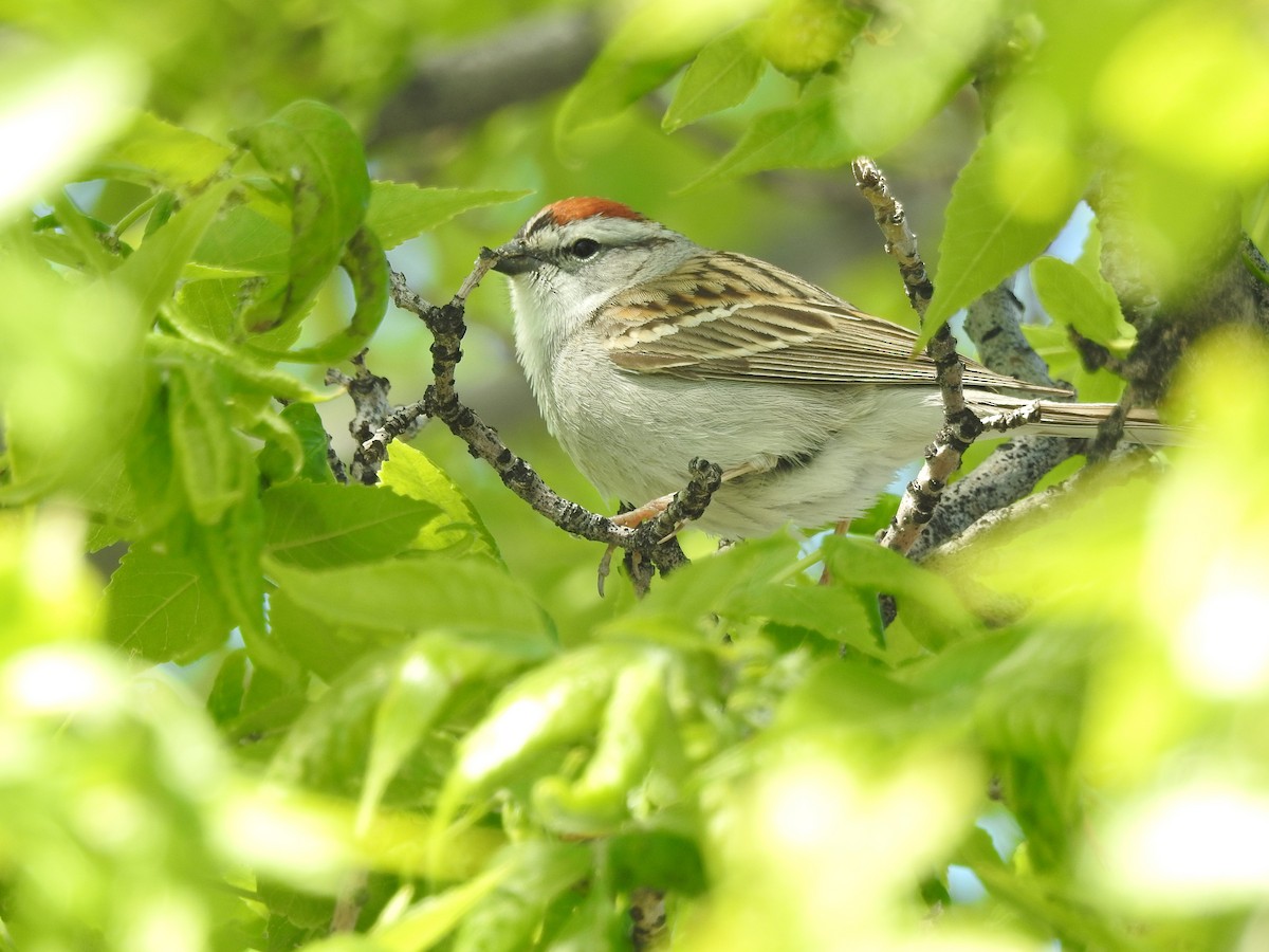 Chipping Sparrow - ML155640291