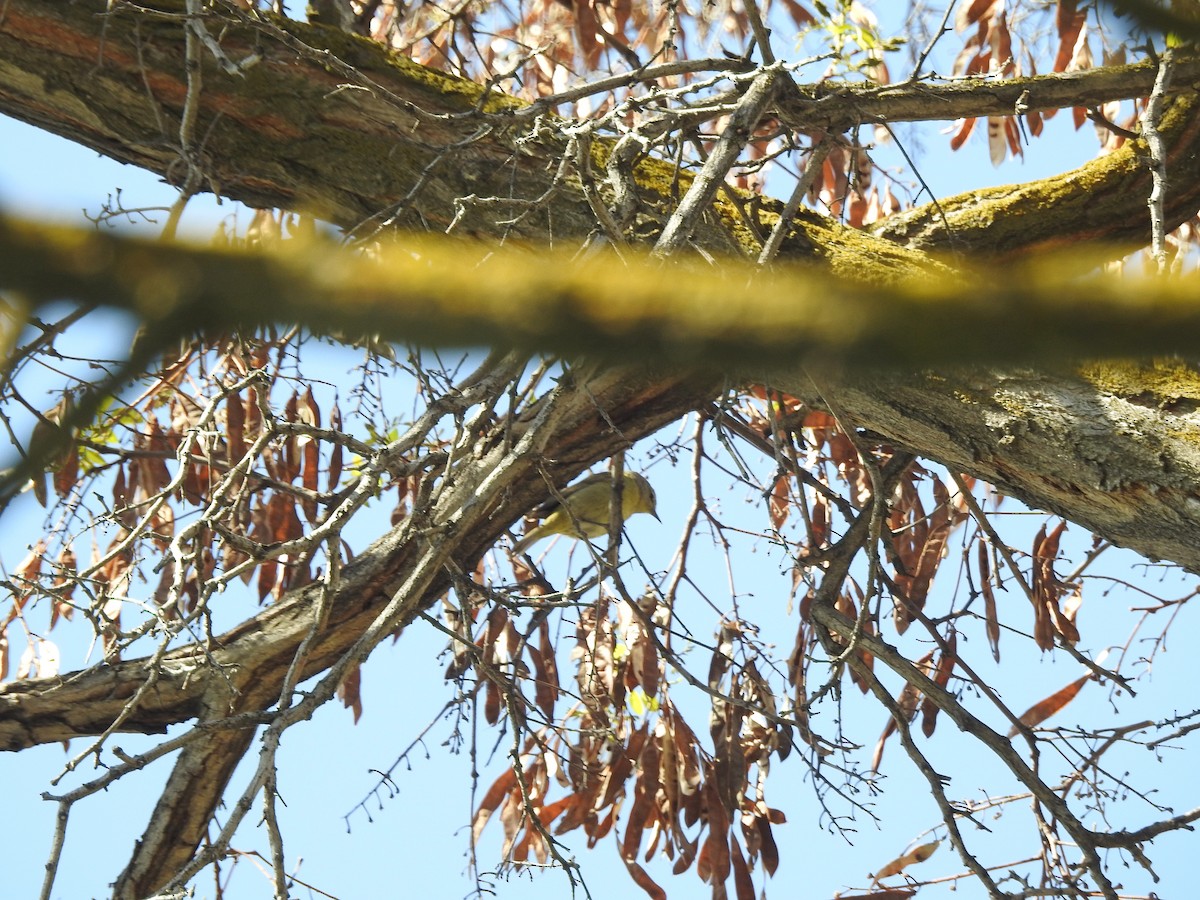 Orange-crowned Warbler - ML155640351