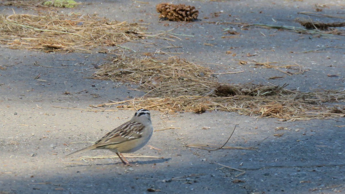 White-crowned Sparrow - ML155642931