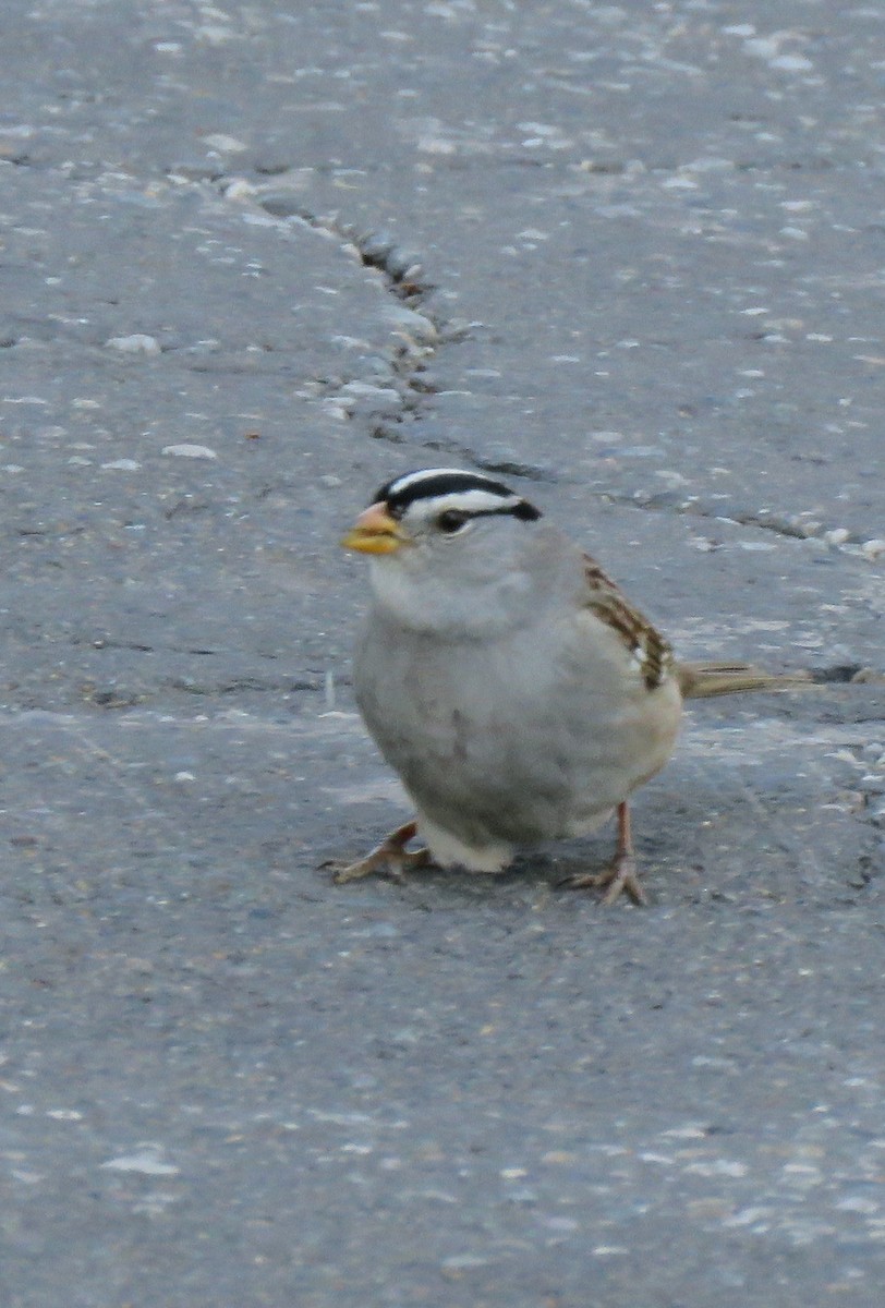 White-crowned Sparrow - Carolyn Roeber
