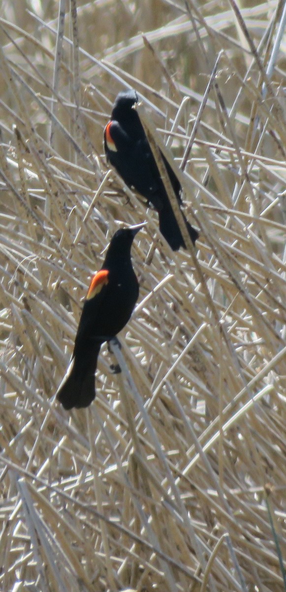Red-winged Blackbird - ML155644121