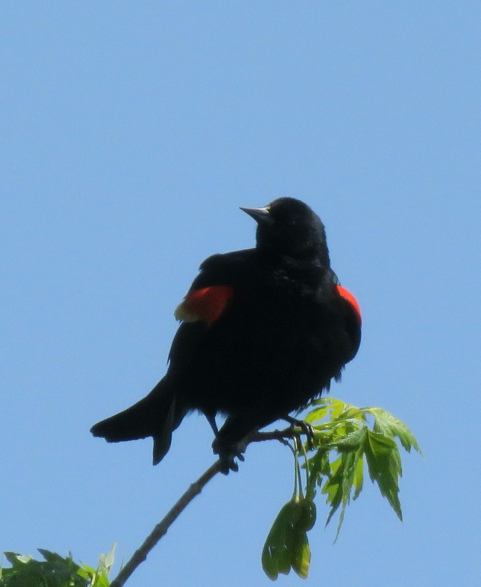 Red-winged Blackbird - Carolyn Roeber