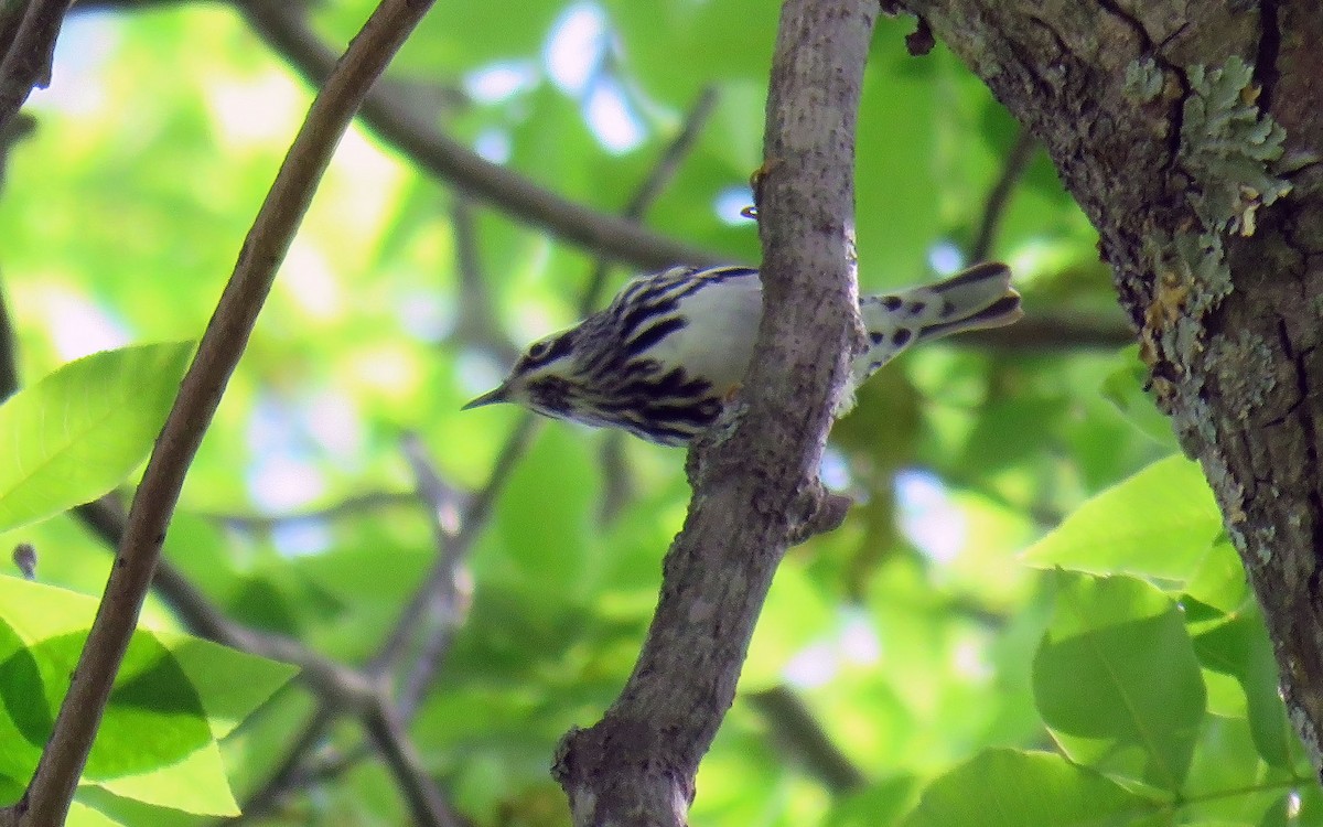 Black-and-white Warbler - Toby Hardwick