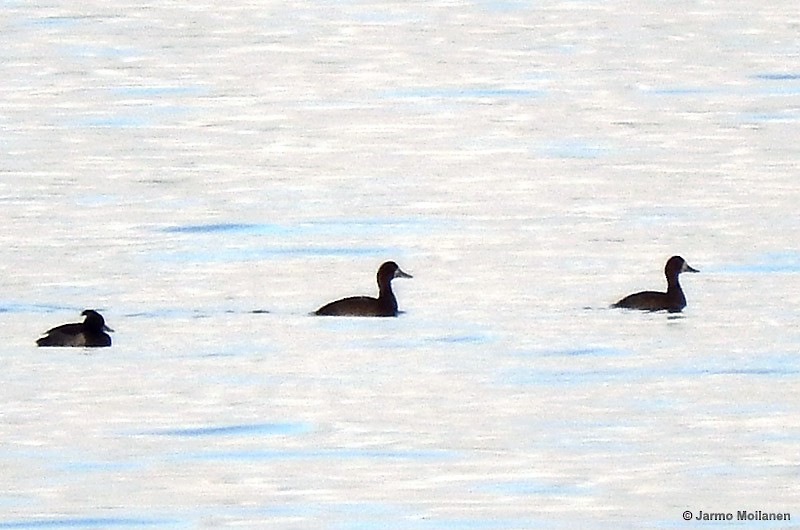 Greater Scaup - ML155650921