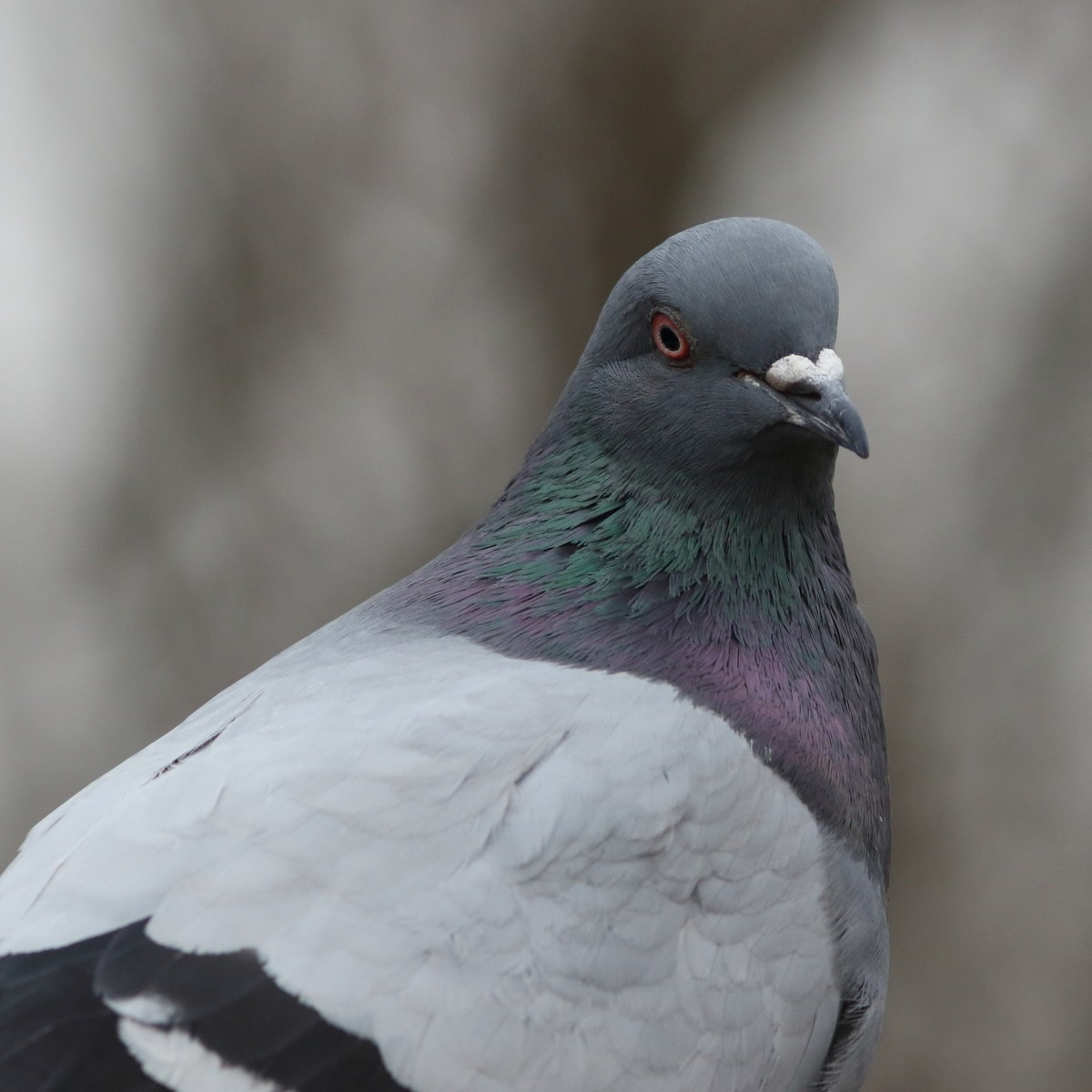 Rock Pigeon (Feral Pigeon) - ML155655551
