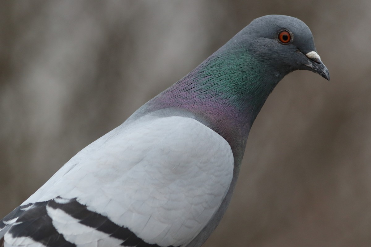 Rock Pigeon (Feral Pigeon) - ML155655571