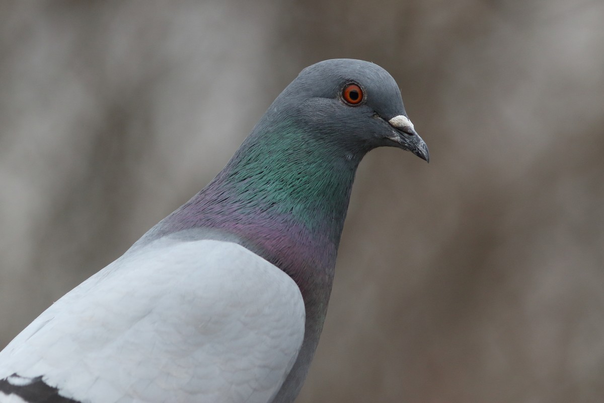 Rock Pigeon (Feral Pigeon) - ML155655581