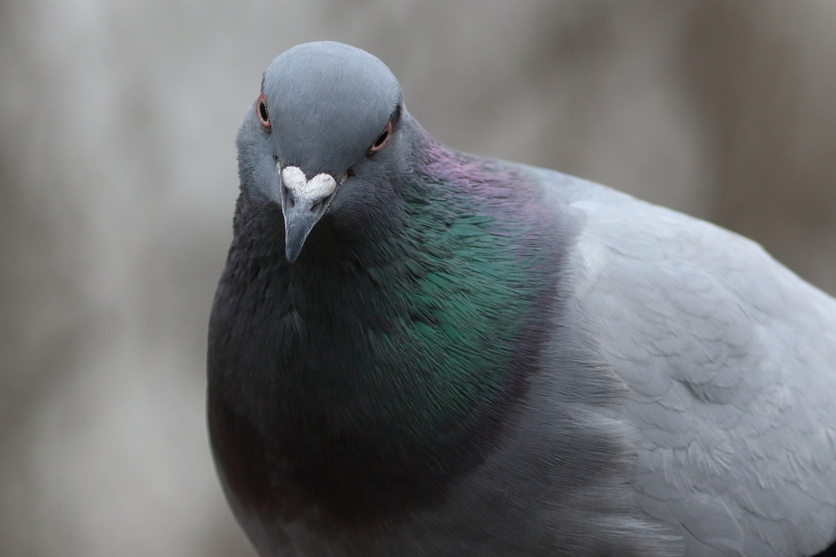 Rock Pigeon (Feral Pigeon) - ML155655611