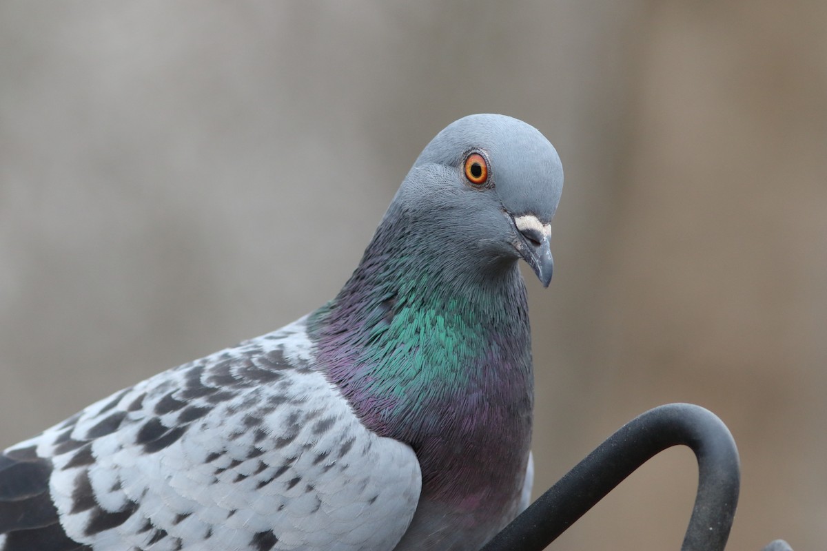 Rock Pigeon (Feral Pigeon) - ML155655621