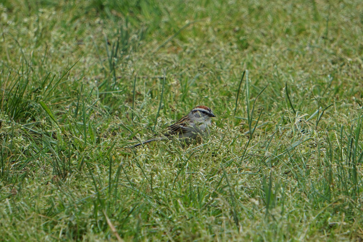 Chipping Sparrow - ML155655771
