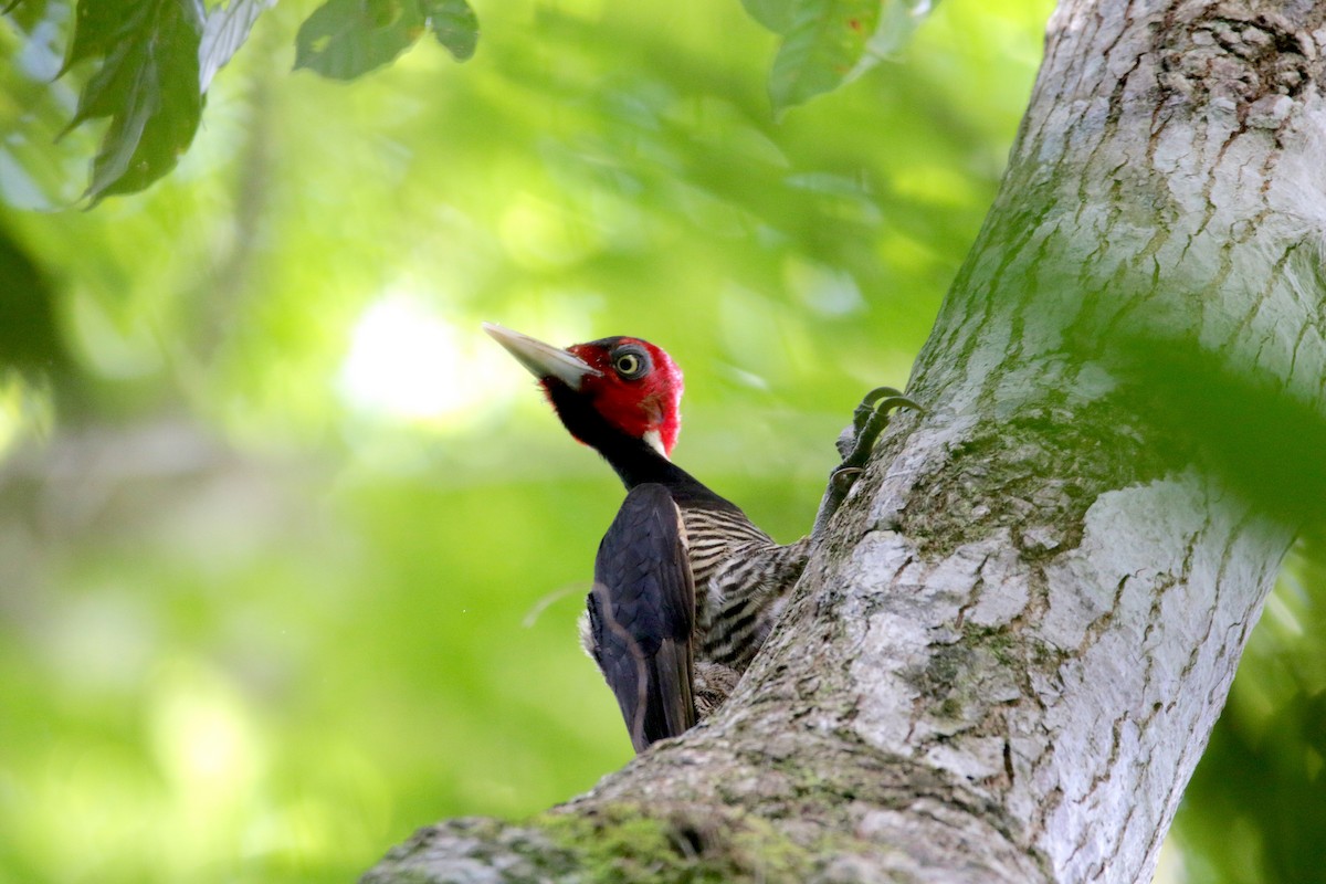 Pale-billed Woodpecker - Stefano Ianiro