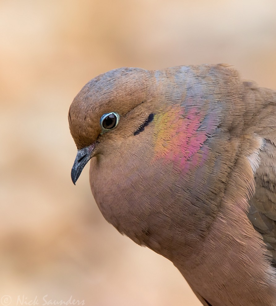 Mourning Dove - Nick Saunders