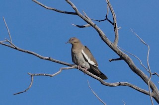 White-winged Dove, ML155661081