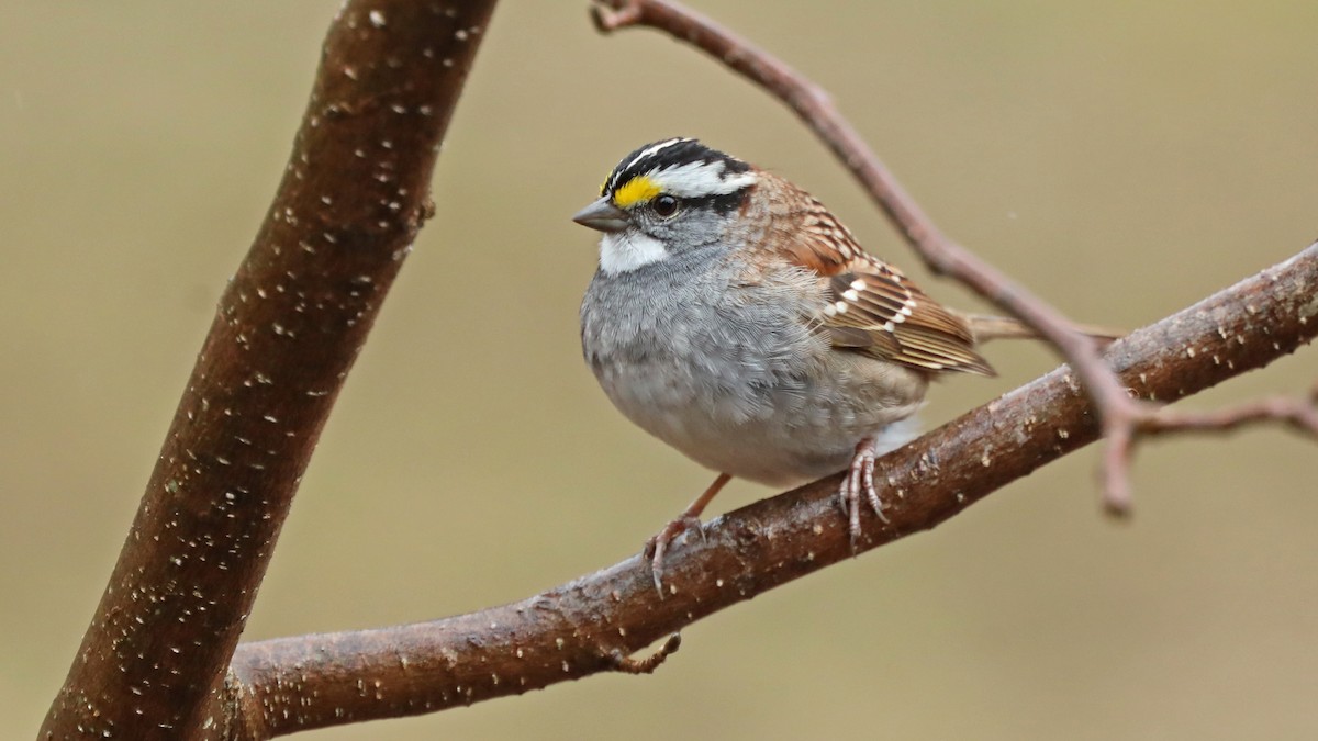 White-throated Sparrow - ML155661631