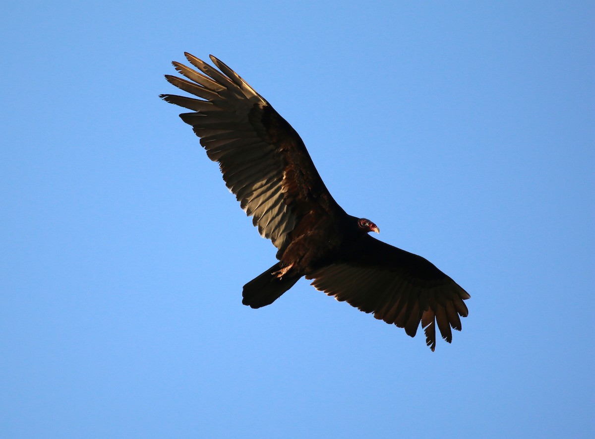 Turkey Vulture - ML155664451
