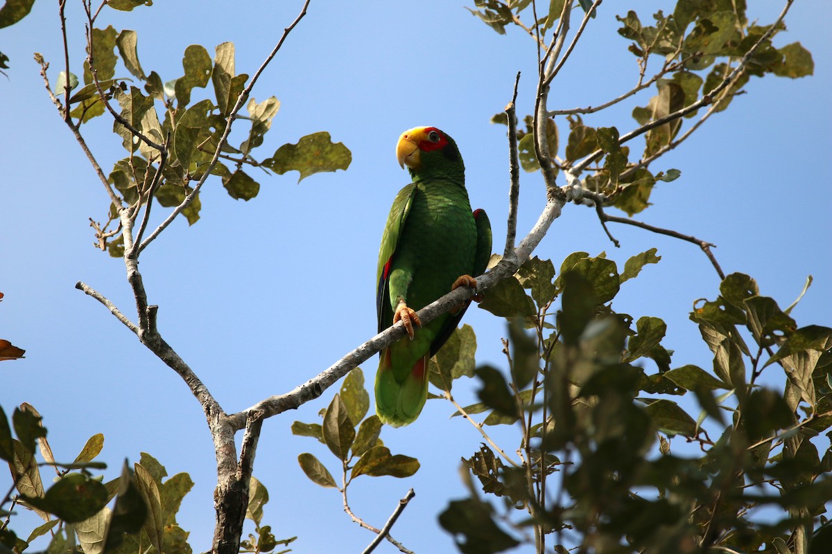 Yellow-lored Parrot - ML155665801