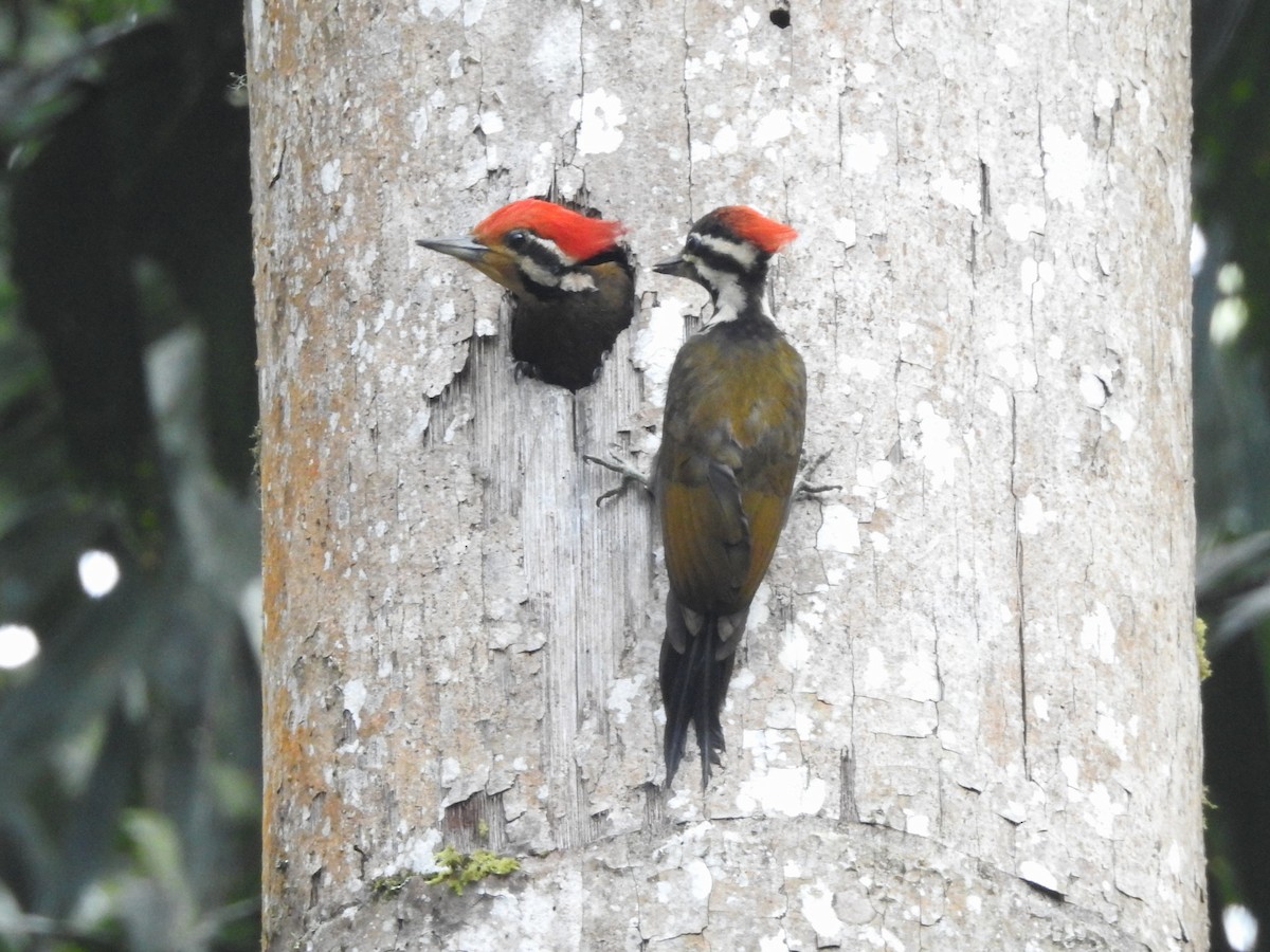Olive-backed Woodpecker - Shafeeq Wilson