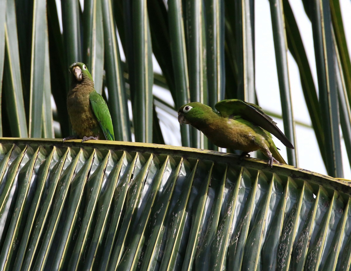 Olive-throated Parakeet - ML155668541