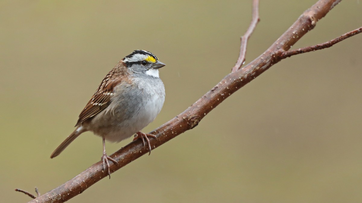 White-throated Sparrow - ML155668561